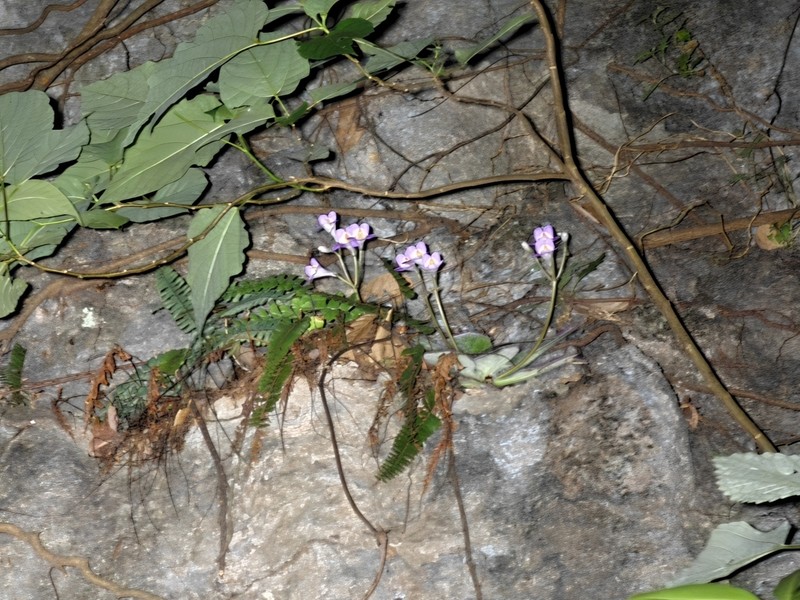 Primulina villosissima photo 2