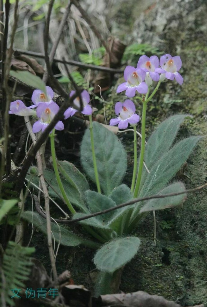 Primulina villosissima photo 3