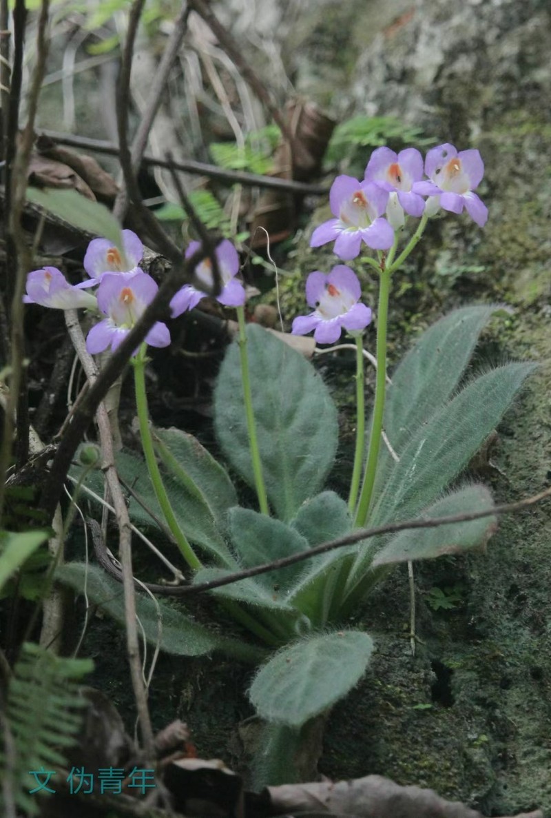 Primulina villosissima photo 4