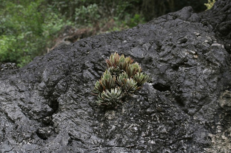 Primulina wentsaii