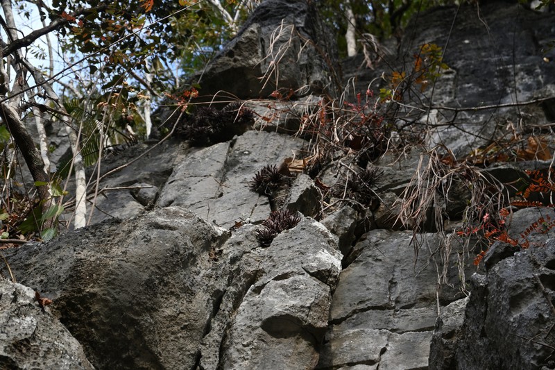 Primulina wentsaii photo 2