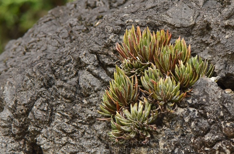 Primulina wentsaii photo 3