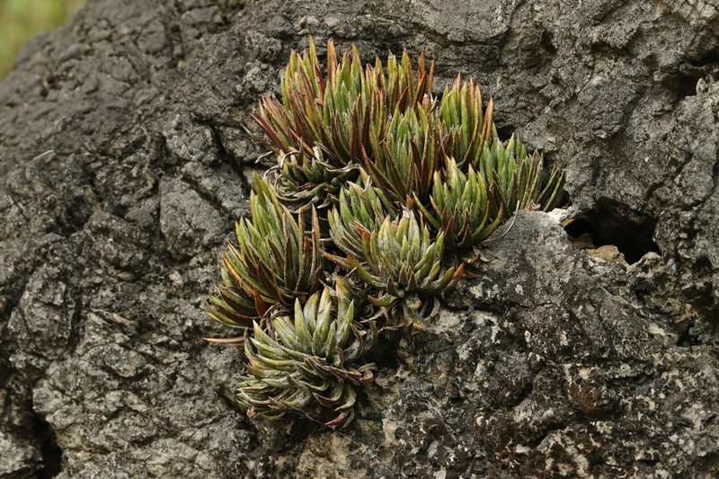 Primulina wentsaii photo 4