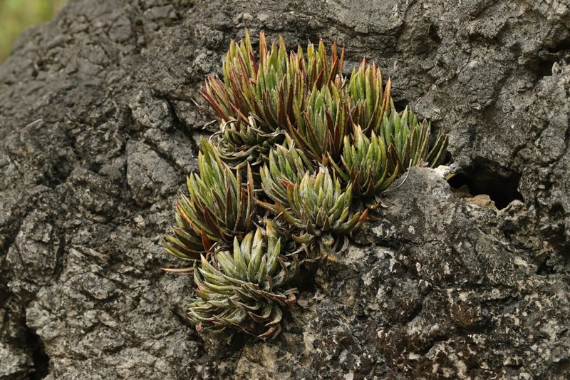 Primulina wentsaii photo 6