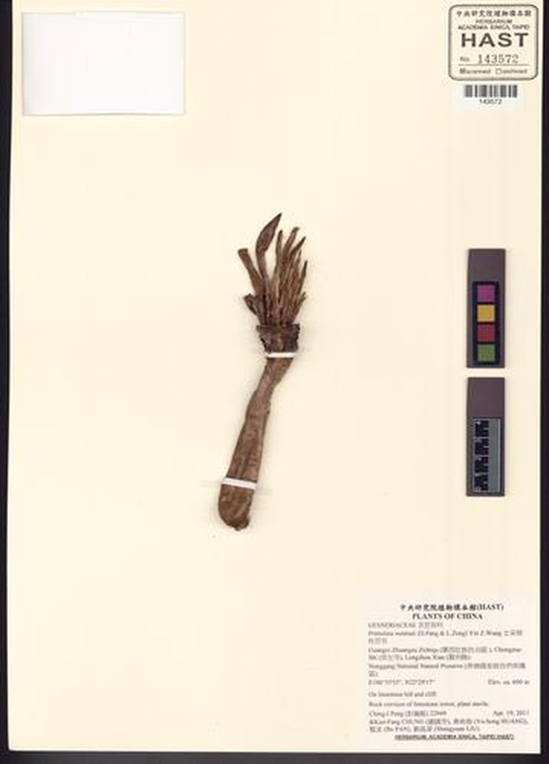Primulina wentsaii photo 7