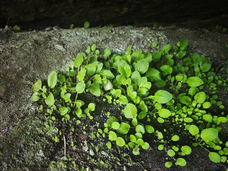 Primulina xiuningensis