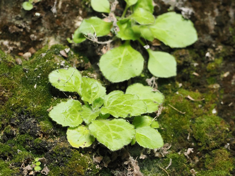Primulina xiuningensis photo 3