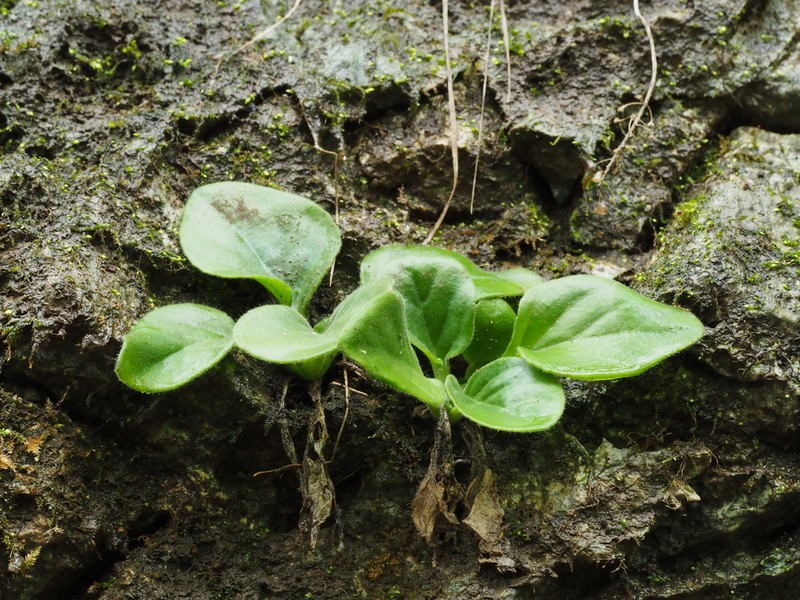 Primulina xiziae