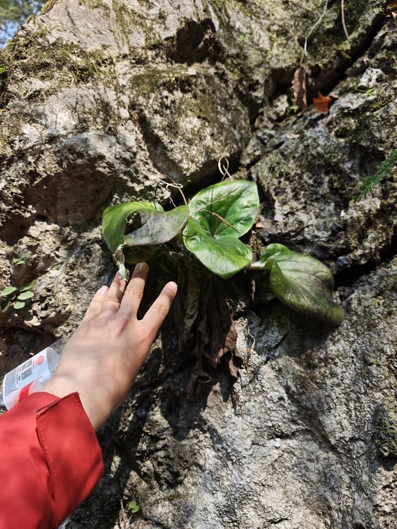 Primulina xiziae photo 2