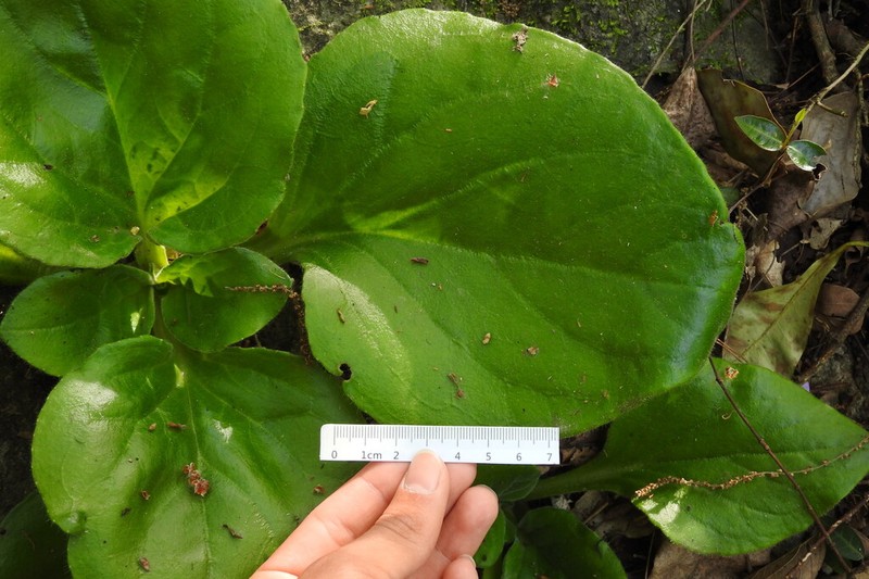 Primulina xiziae photo 3