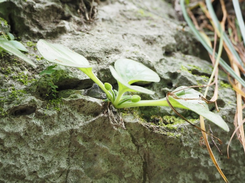 Primulina xiziae photo 4