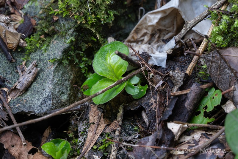 Primulina xiziae photo 5