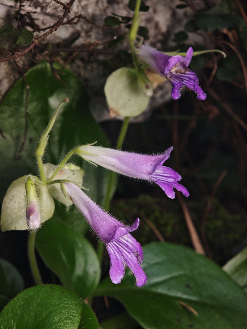 Primulina xiziae photo 6