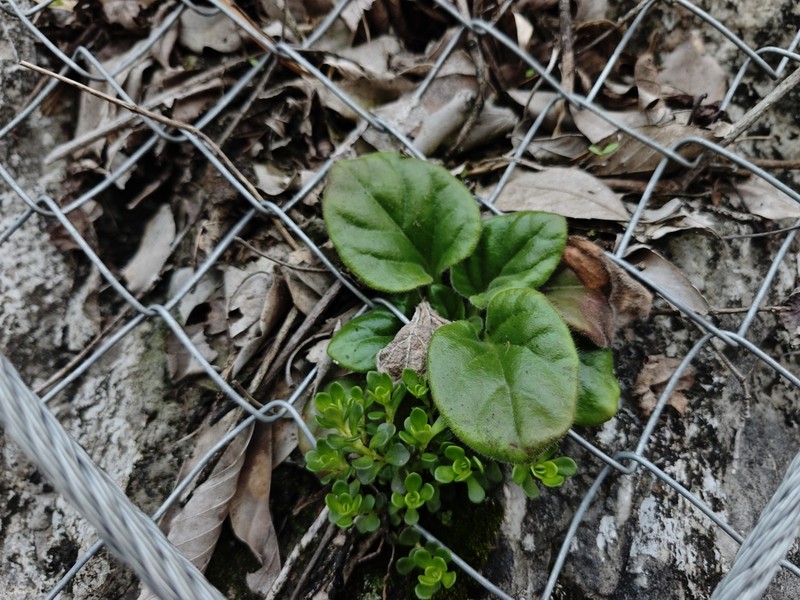 Primulina xiziae photo 7