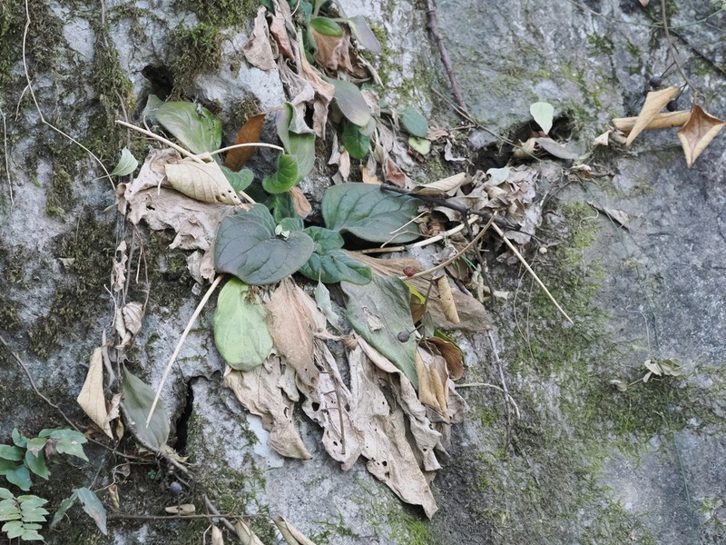 Primulina xiziae photo 8