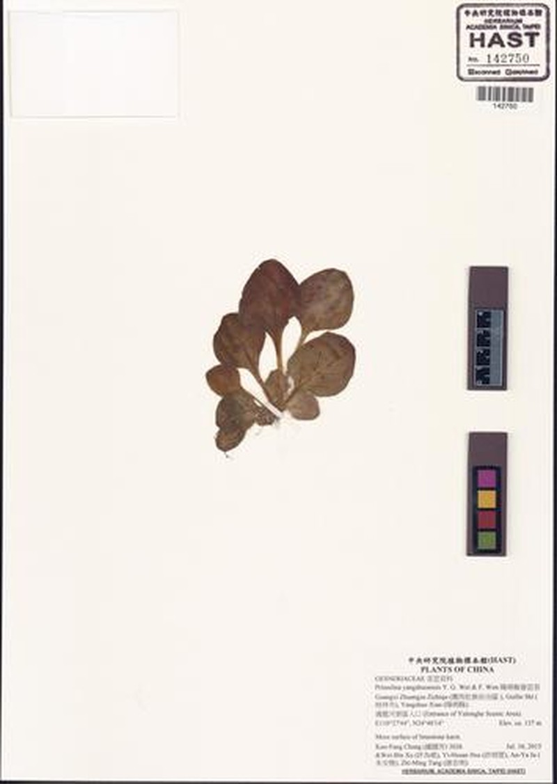 Primulina yangshuoensis