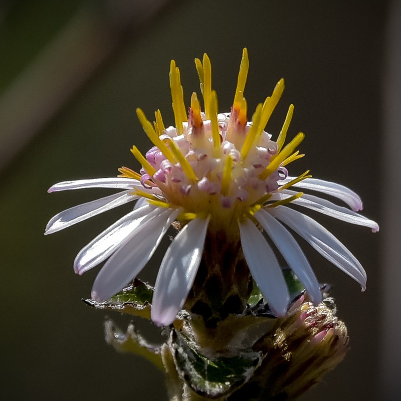 Printzia auriculata