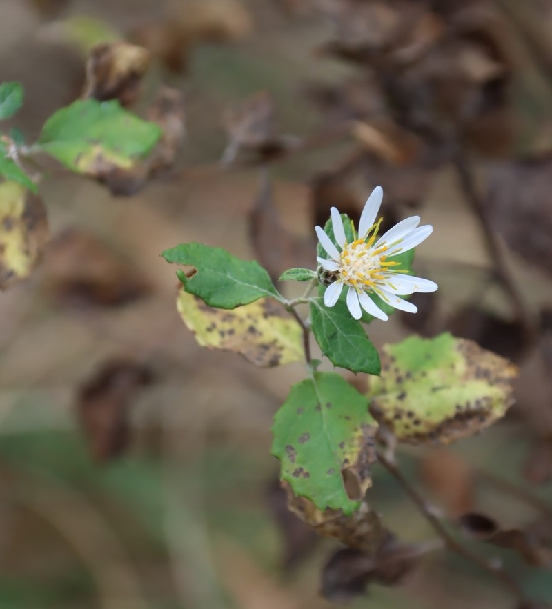 Printzia auriculata photo 2
