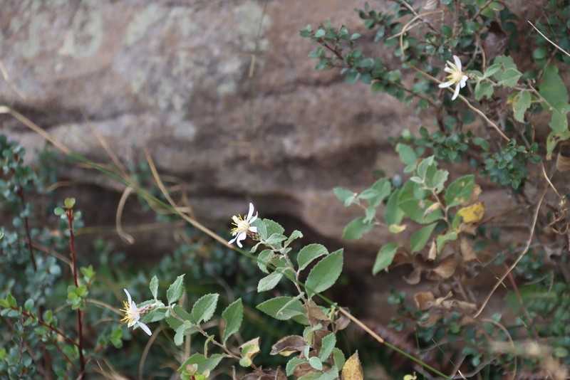 Printzia auriculata photo 5