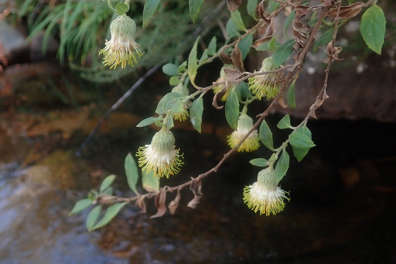 Printzia huttonii photo 5