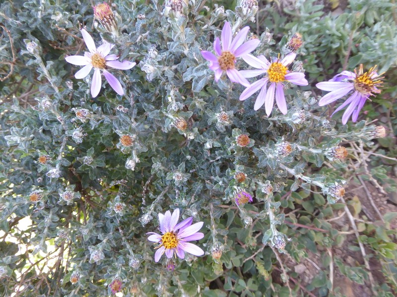 Printzia polifolia