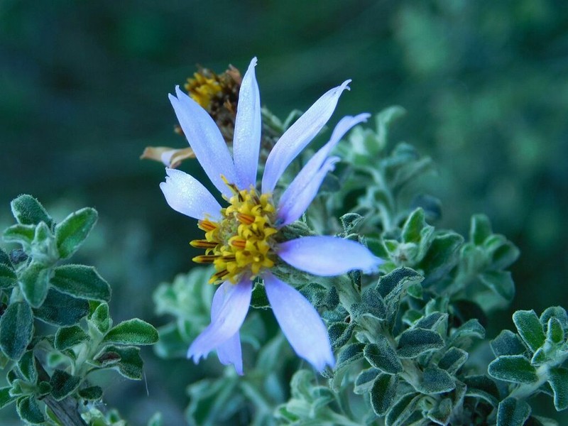 Printzia polifolia photo 2