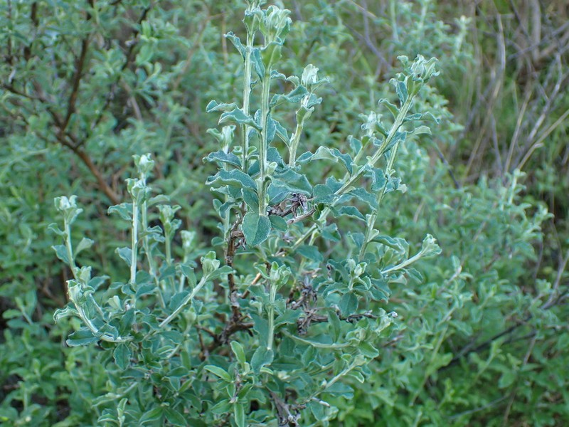 Printzia polifolia photo 4