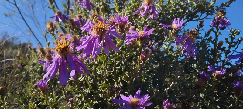 Printzia polifolia photo 7