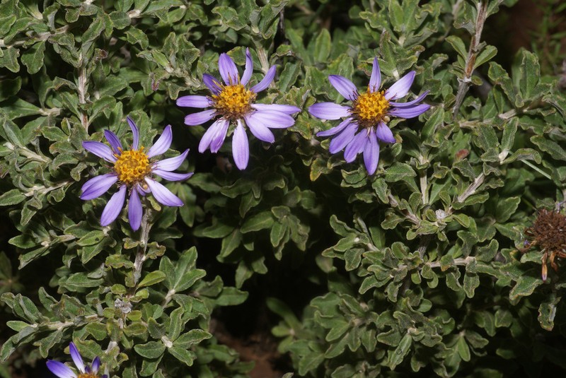 Printzia polifolia photo 8