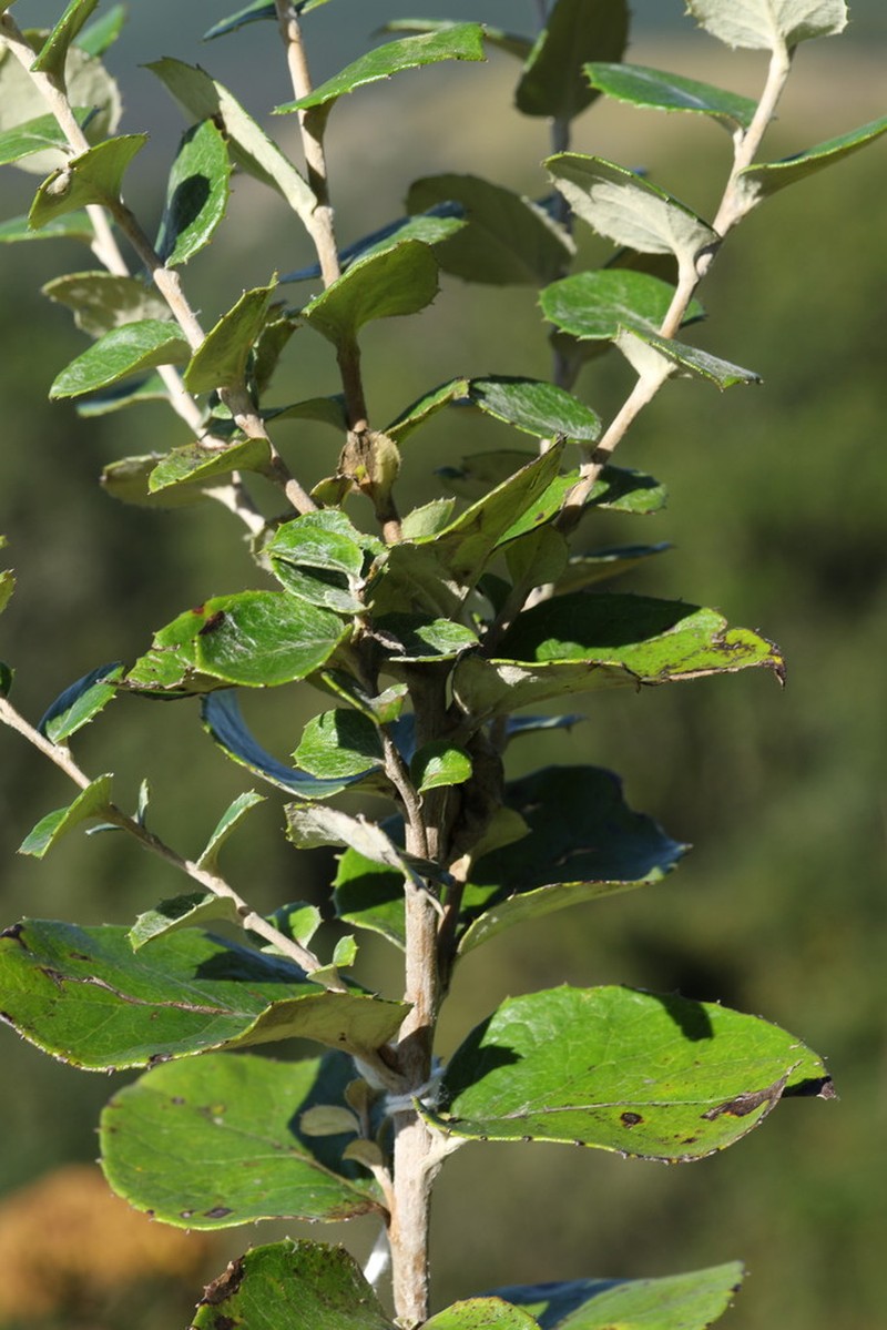 Printzia pyrifolia photo 2