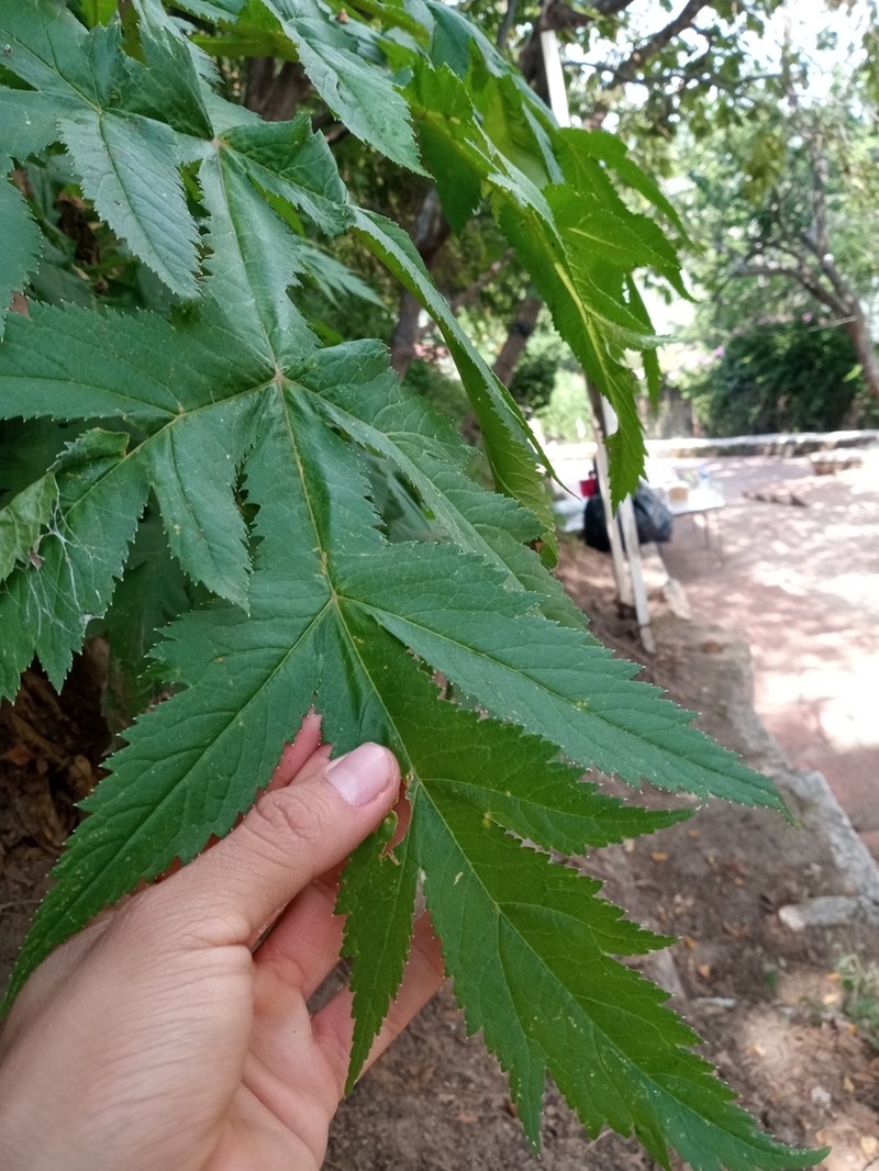 Prionosciadium acuminatum