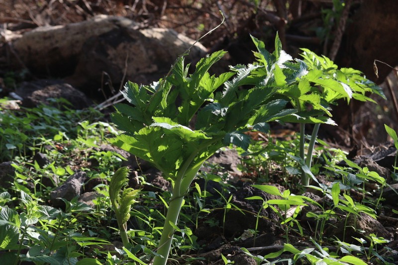 Prionosciadium acuminatum photo 2
