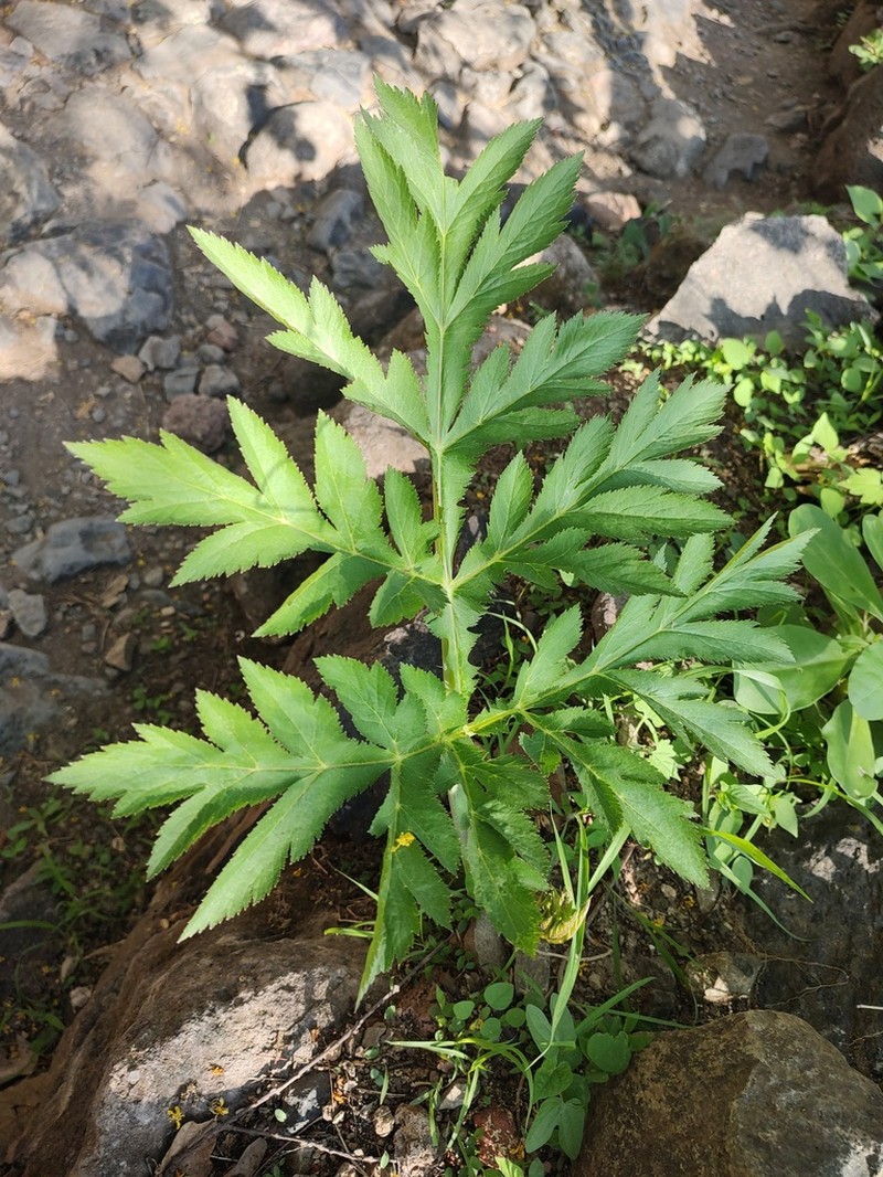 Prionosciadium acuminatum photo 3