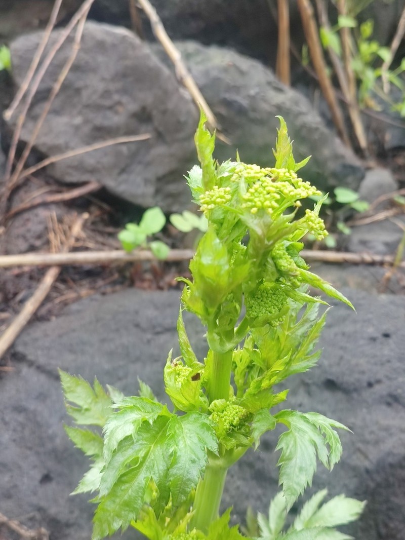 Prionosciadium acuminatum photo 4