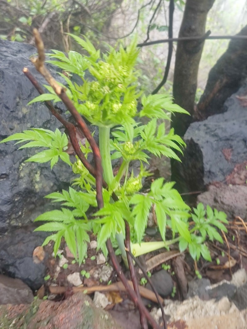 Prionosciadium acuminatum photo 5