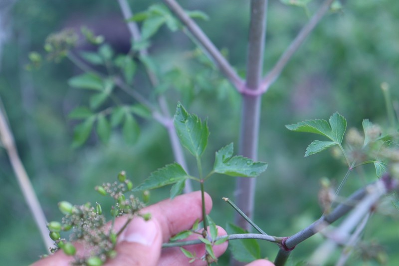 Prionosciadium acuminatum photo 6