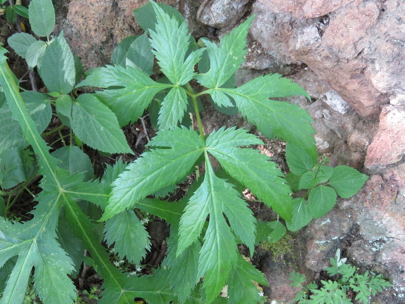 Prionosciadium acuminatum photo 7