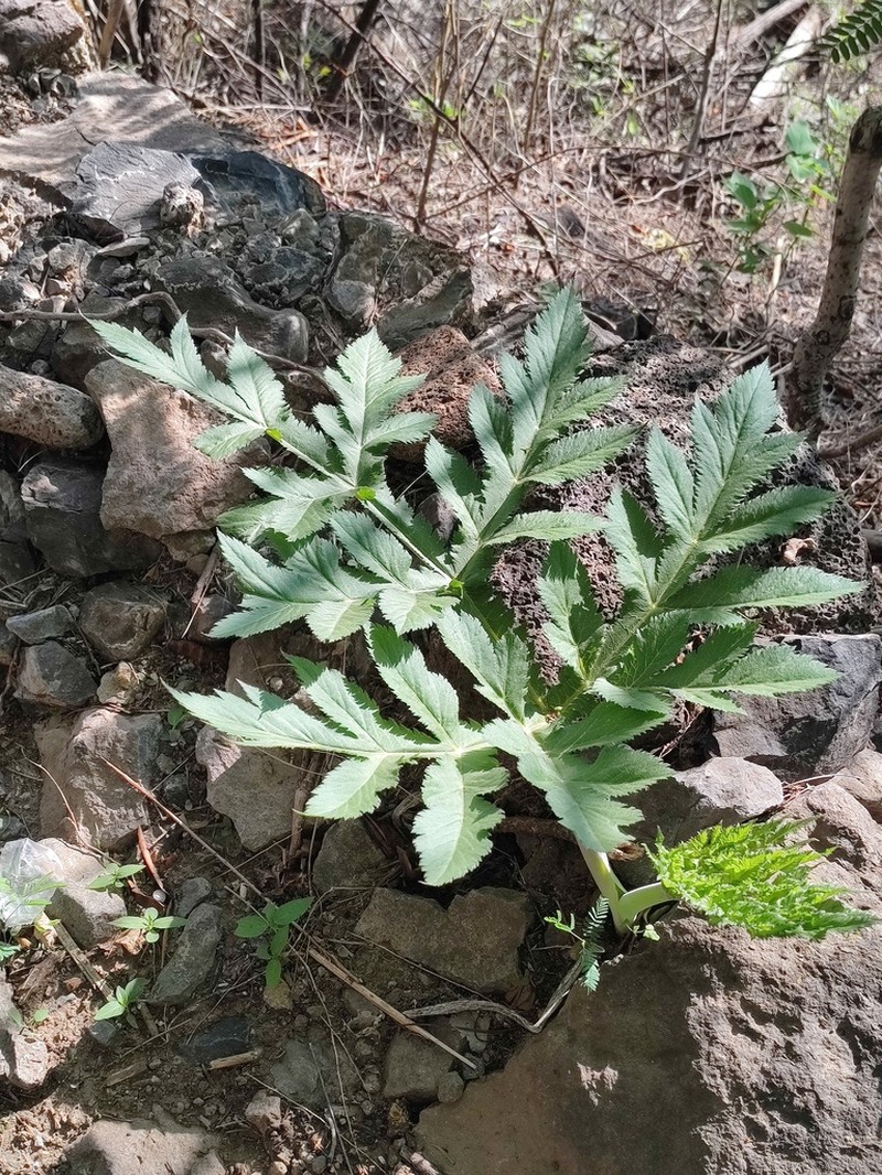 Prionosciadium acuminatum photo 8