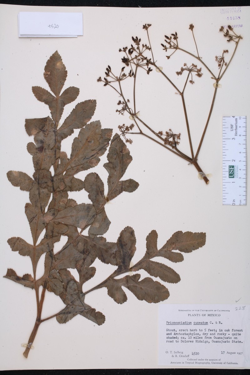 Prionosciadium cuneatum
