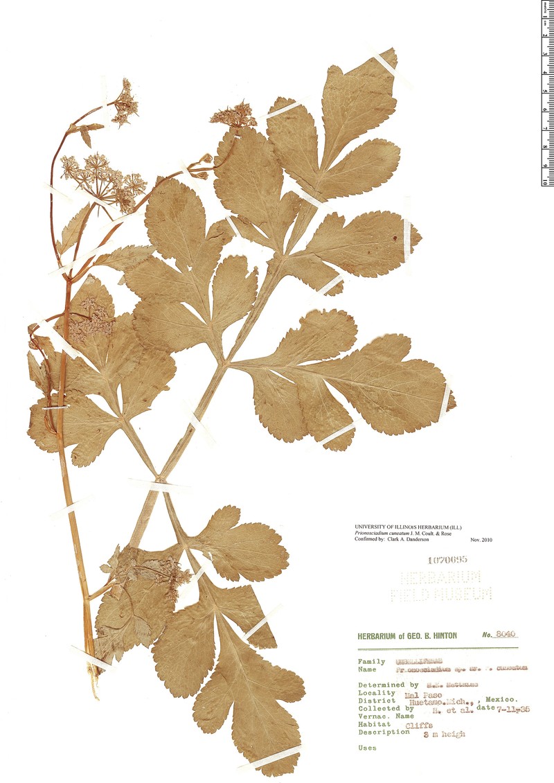 Prionosciadium cuneatum photo 2
