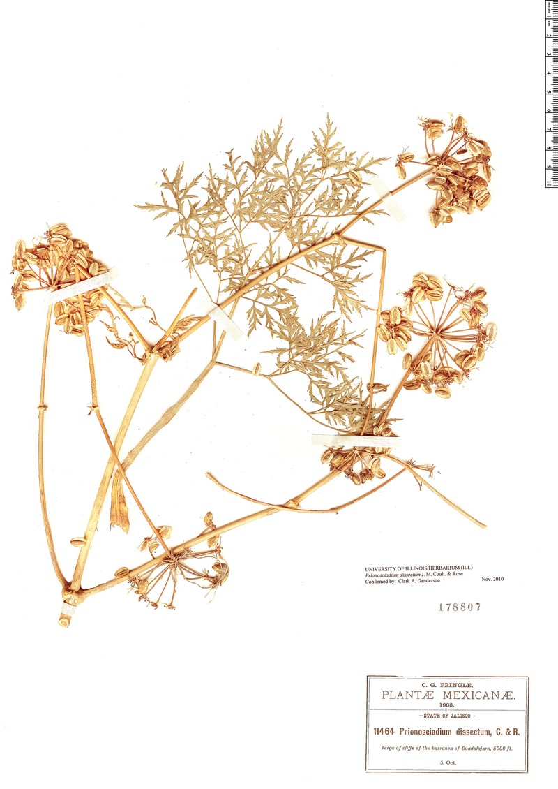 Prionosciadium dissectum photo 2