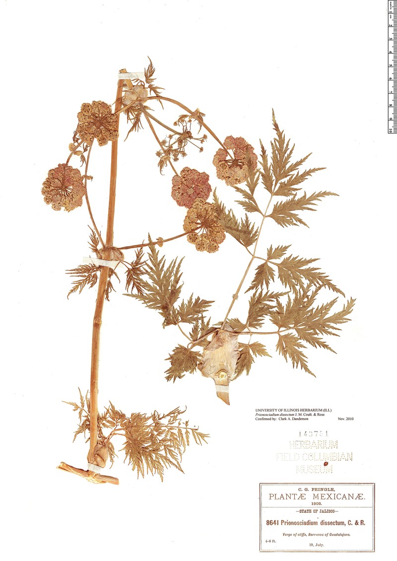 Prionosciadium dissectum photo 3