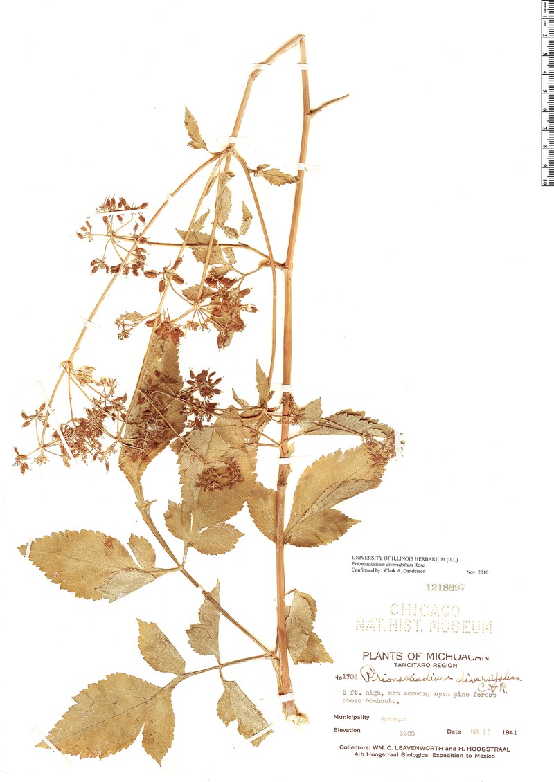 Prionosciadium diversifolium photo 3