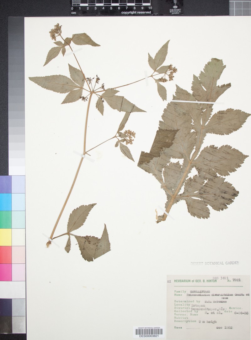 Prionosciadium diversifolium photo 4