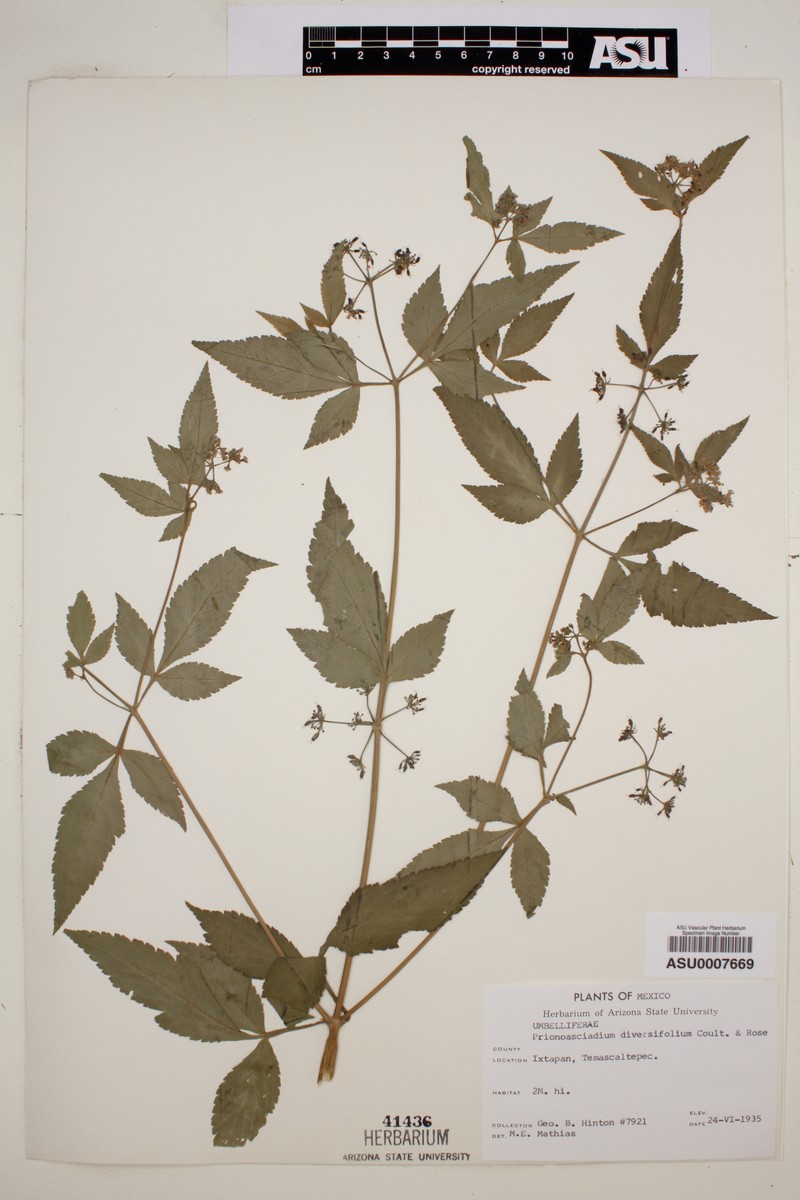 Prionosciadium diversifolium photo 5