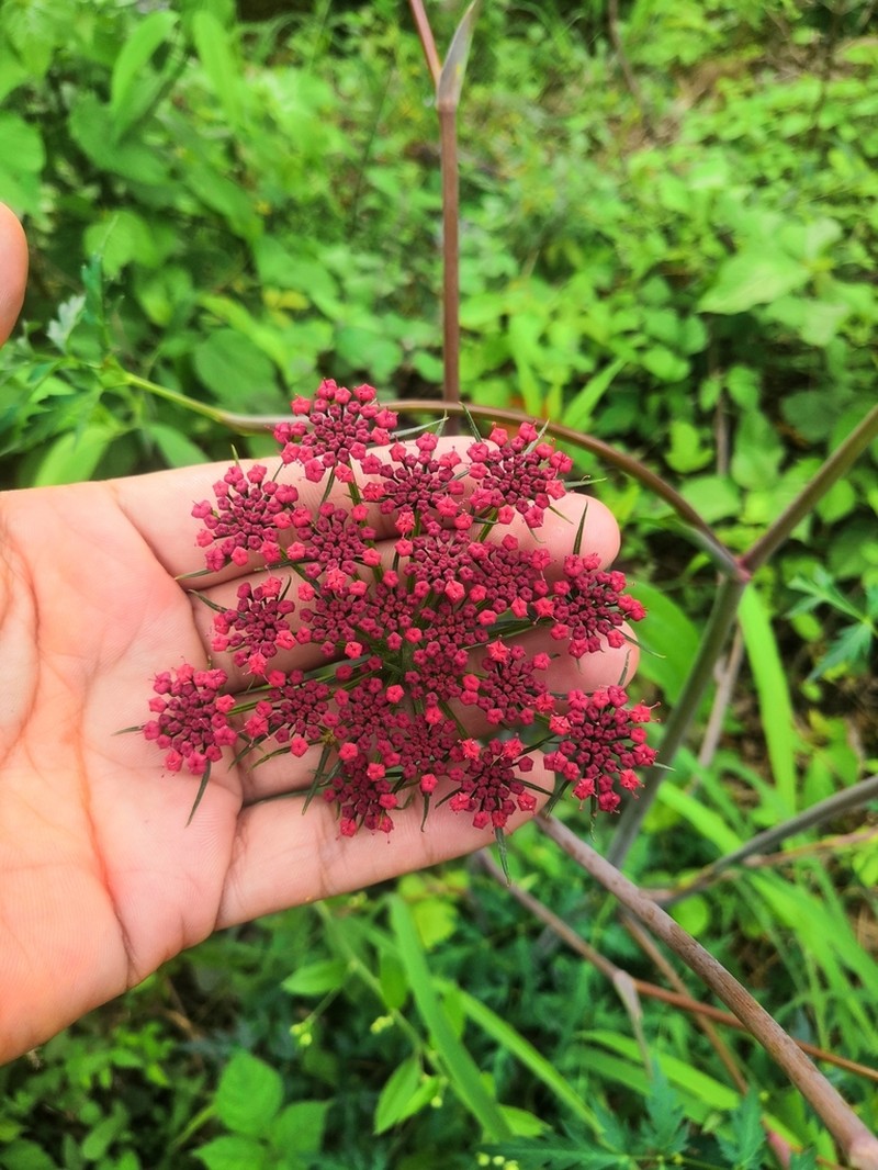 Prionosciadium guzmanianum