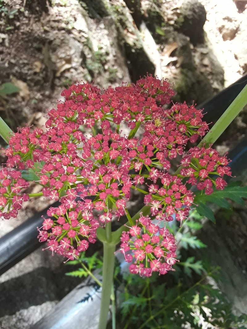 Prionosciadium guzmanianum photo 2
