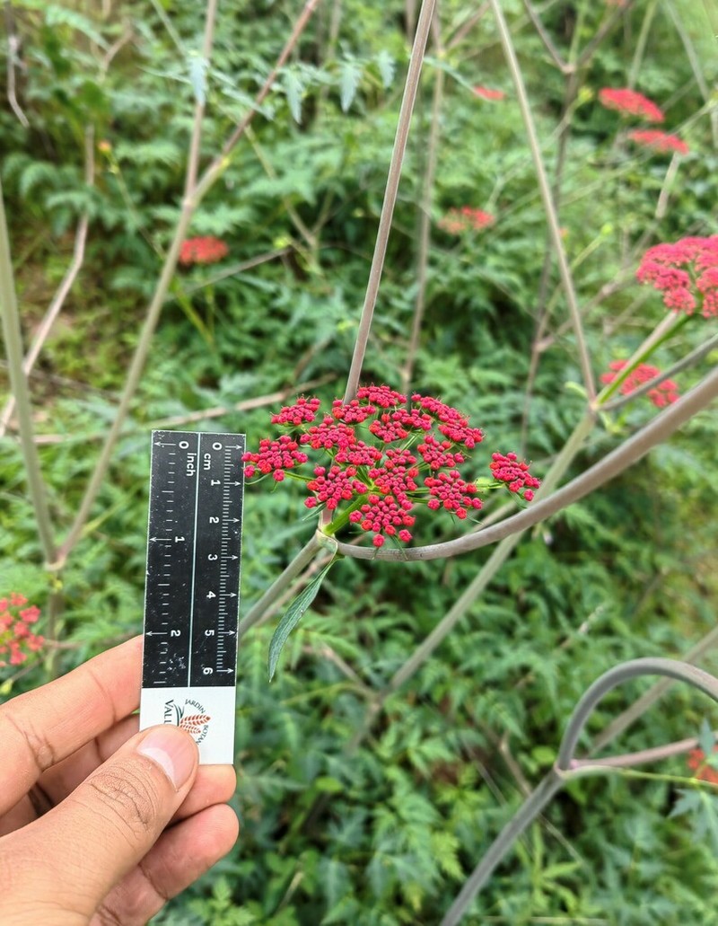 Prionosciadium guzmanianum photo 3