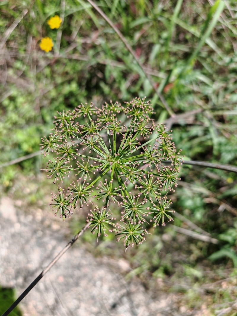 Prionosciadium guzmanianum photo 4
