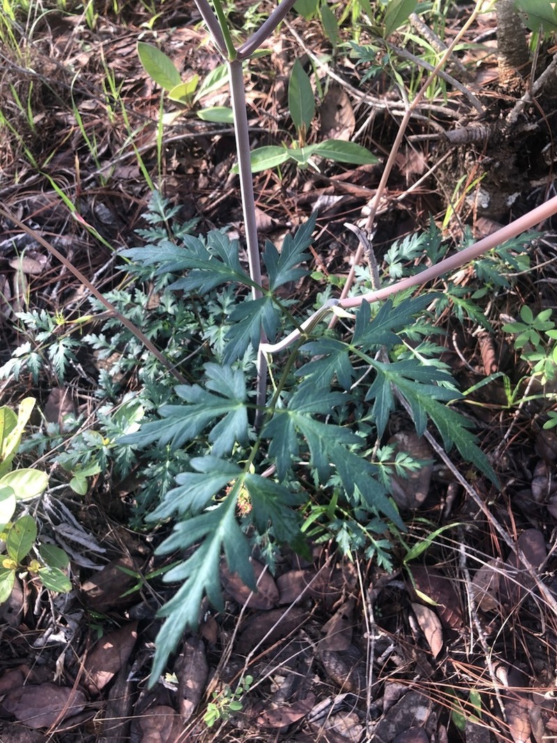 Prionosciadium guzmanianum photo 5